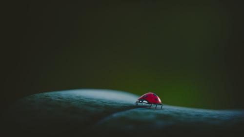 lady bug