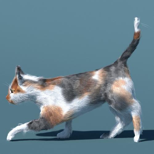 Rigged and animated Cat