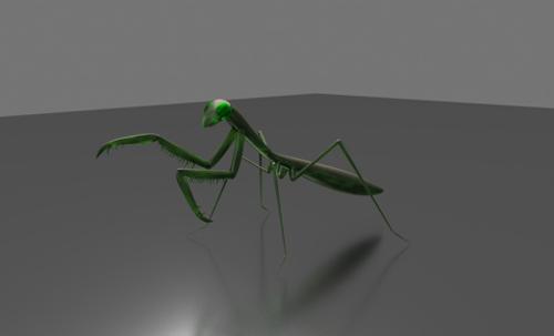 pray mantis
