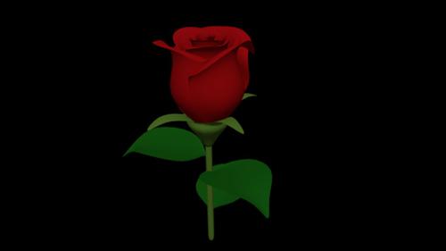 Rose flower