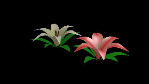 Lily flower