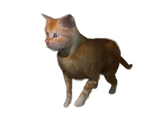 Kitten