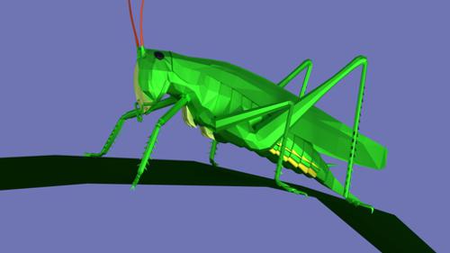 Grasshopper