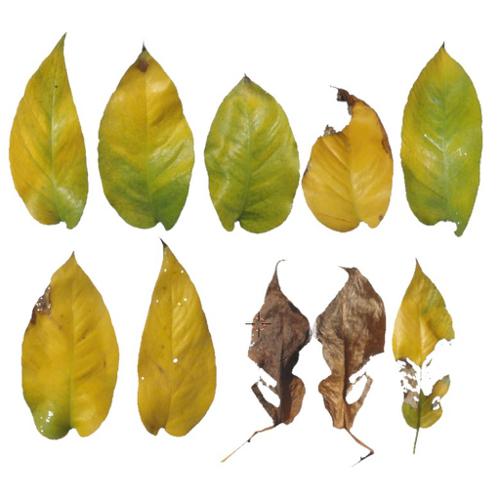 @utumn 2016 - Textures Vol - I (Devil's ivy)