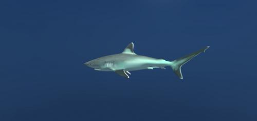 Silvertip Reef Shark
