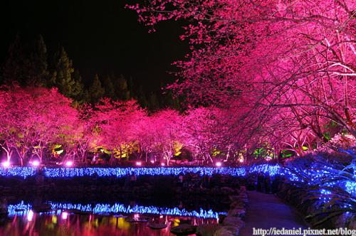 Taiwan Cherry Blossom Lake