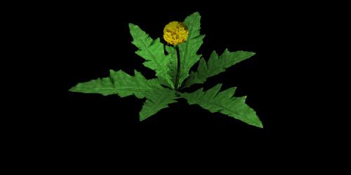 JS LinAx nature weed2
