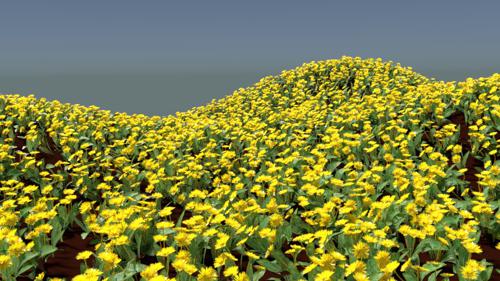 Dandelions