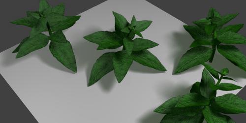 JS LinAx nature pigweed