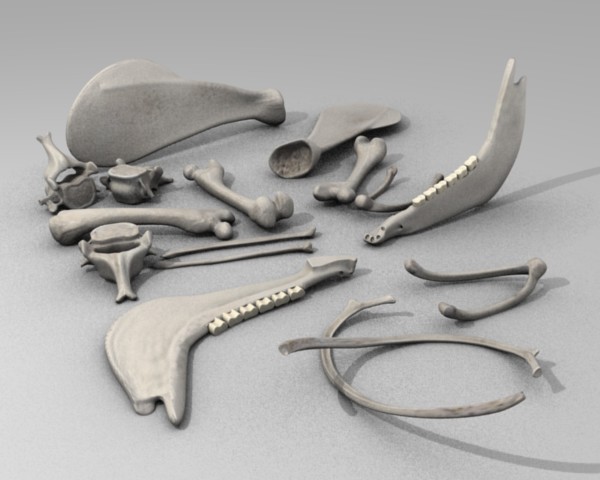 dawidh householditems shamanhut bones