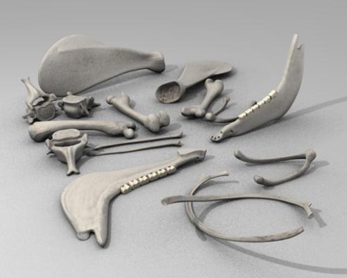 dawidh householditems shamanhut bones