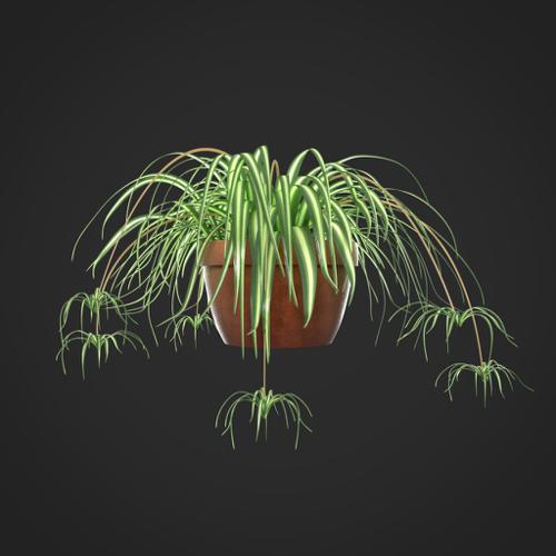 Spider Plant