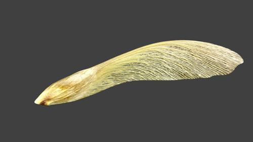 Maple Seed