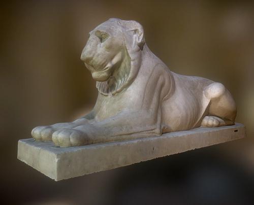 Laying Lion