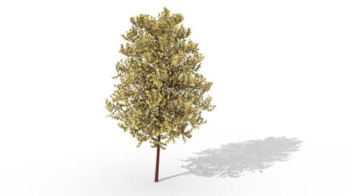 Autumn Tree