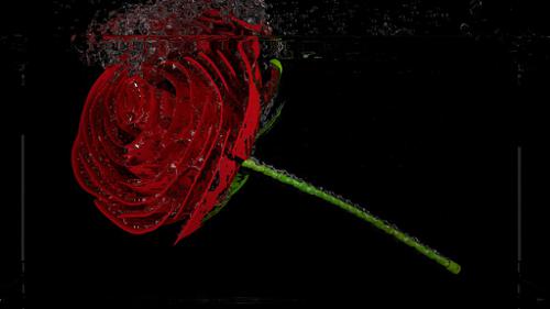 Rose dropped in Water