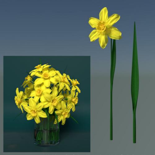Rush Daffodil (Narcissus jonquilla, ÃÂ¼onkil)