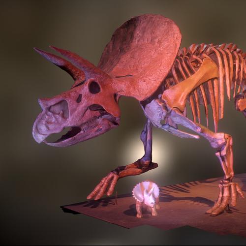 Triceratops