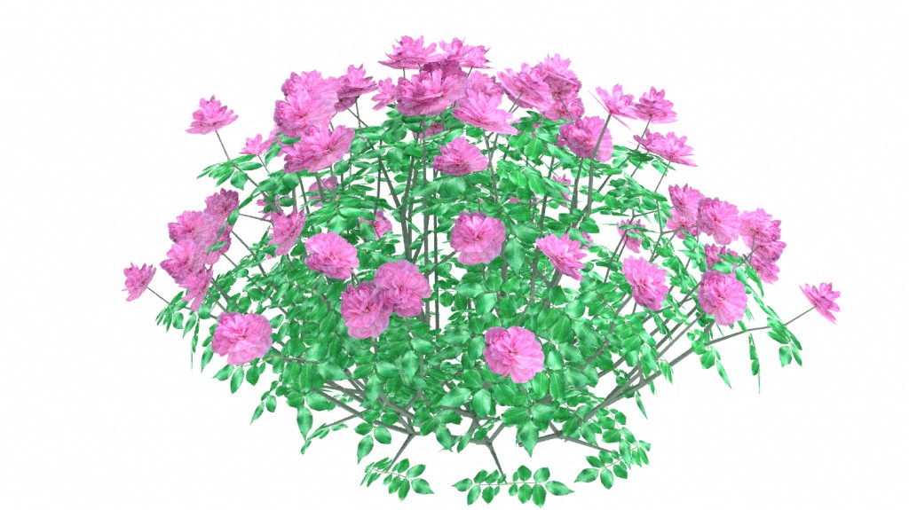 Rose bush