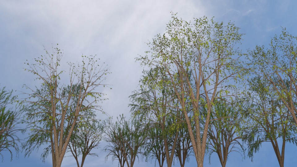 5 Trees