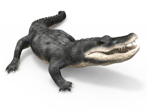 Alligator