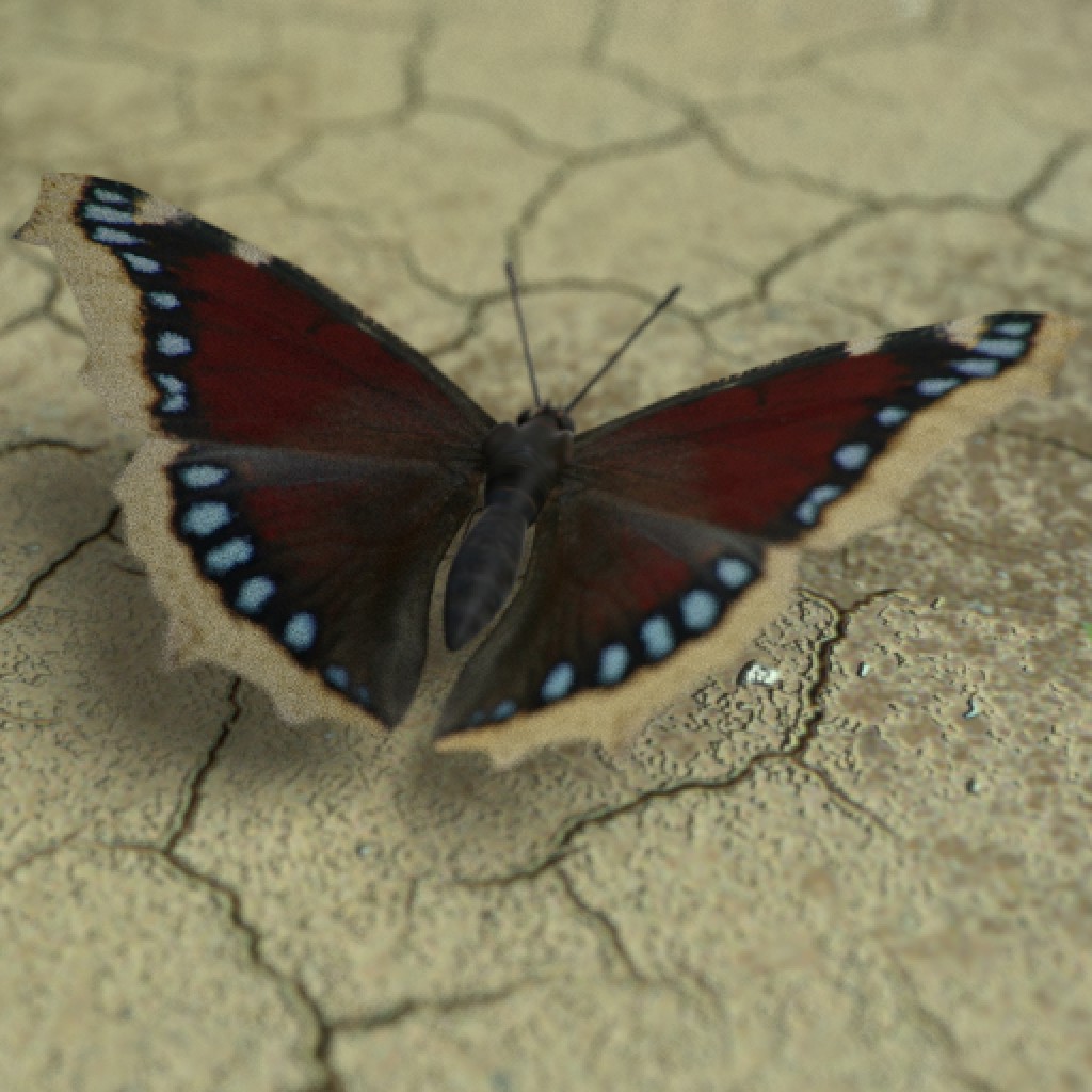 Butterfly Model