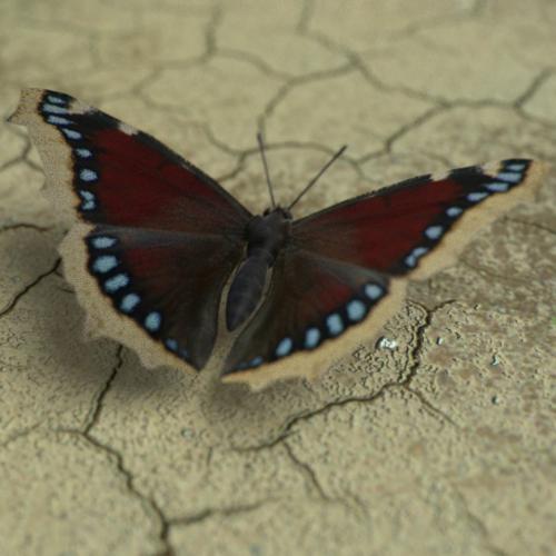 Butterfly Model