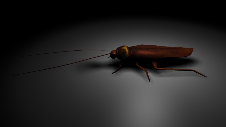 animals roach