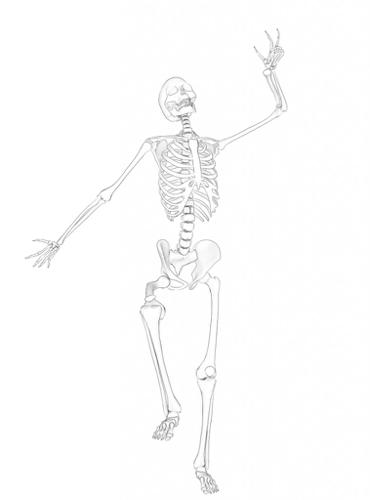 Rigged Skeleton