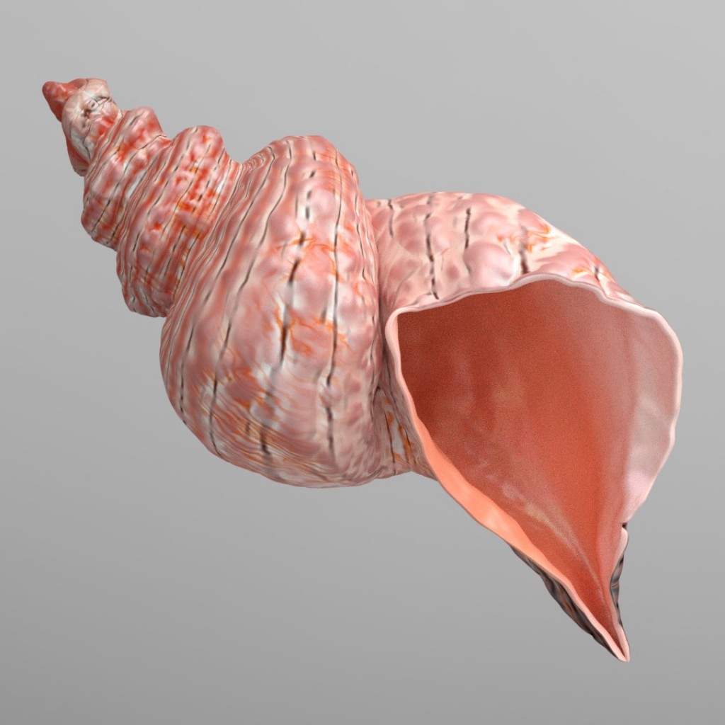 Conch shell