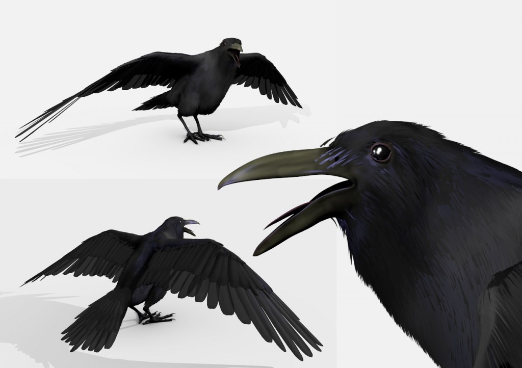 blackbird(raven)