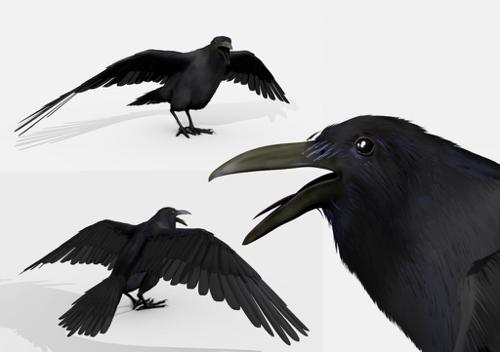 blackbird(raven)