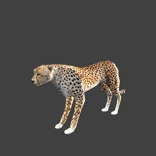 low poly cheetah with rig