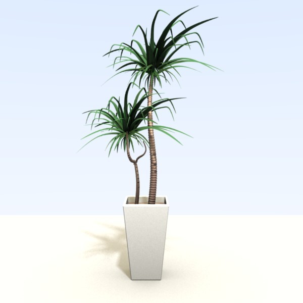 Yucca