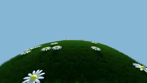 Grass and Flowers