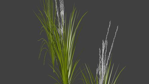 Rice Crop