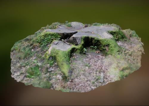 Big stump in a wood surrounded by grass and moss