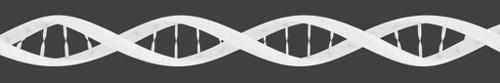 DNA Strand
