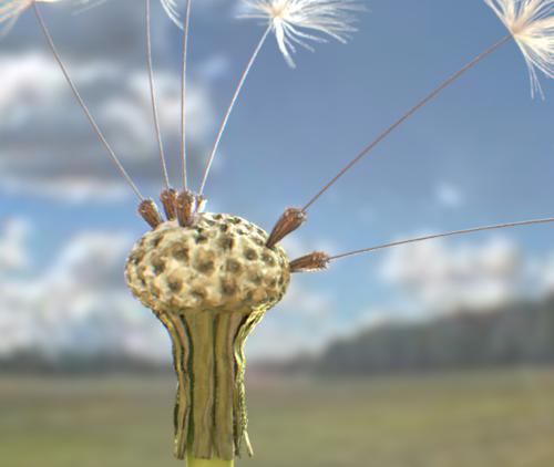 dandelion