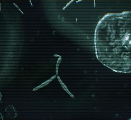 EXP 002: Bacteria