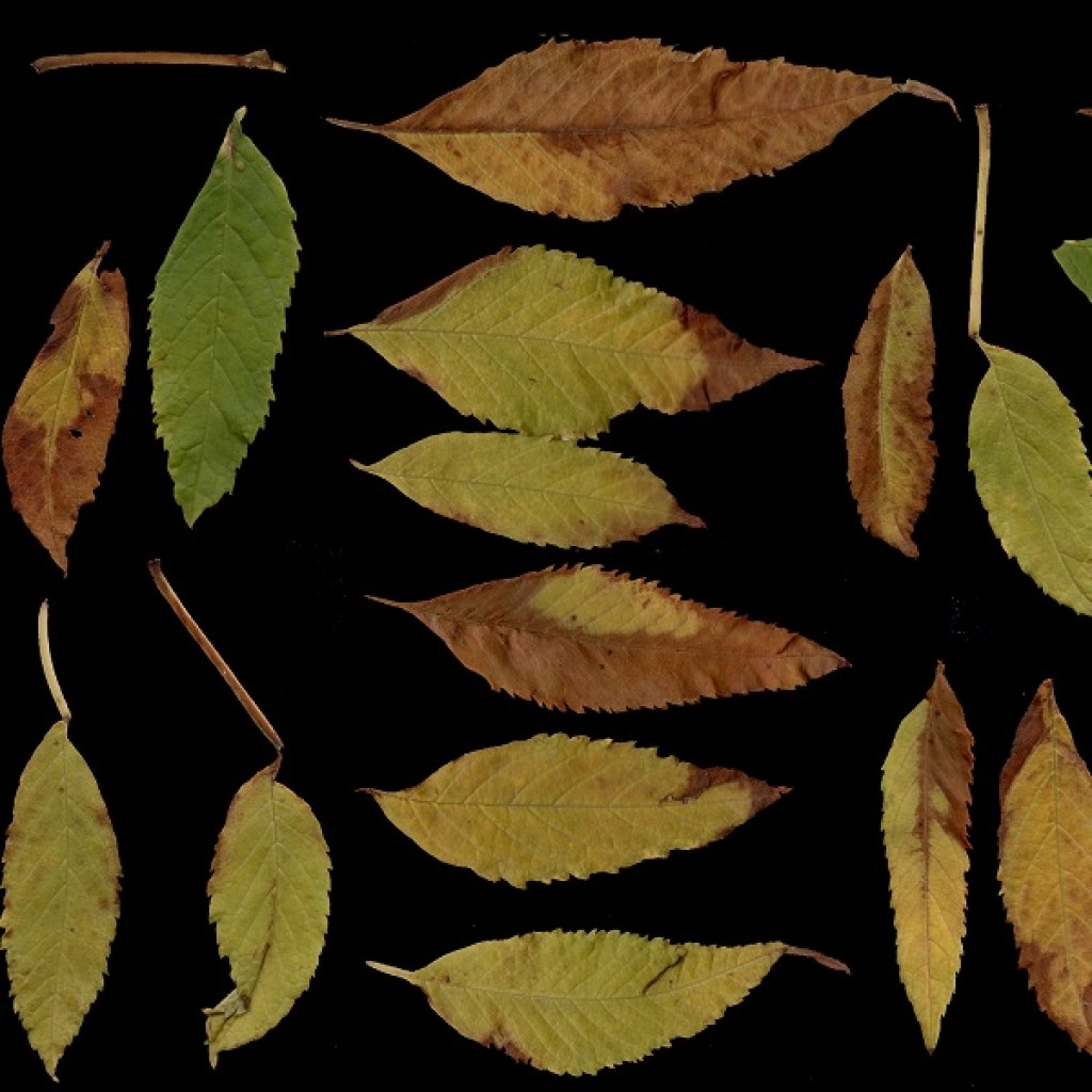 @utumn 2017 - Textures Vol - II ( YellowBells Dry Leaves)
