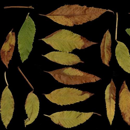 @utumn 2017 - Textures Vol - II ( YellowBells Dry Leaves)