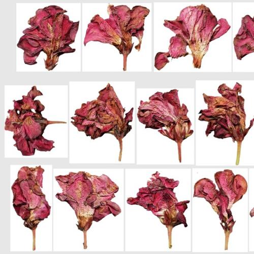 @utumn 2017 - Textures Vol - III (Desert Rose Dry Flowers)