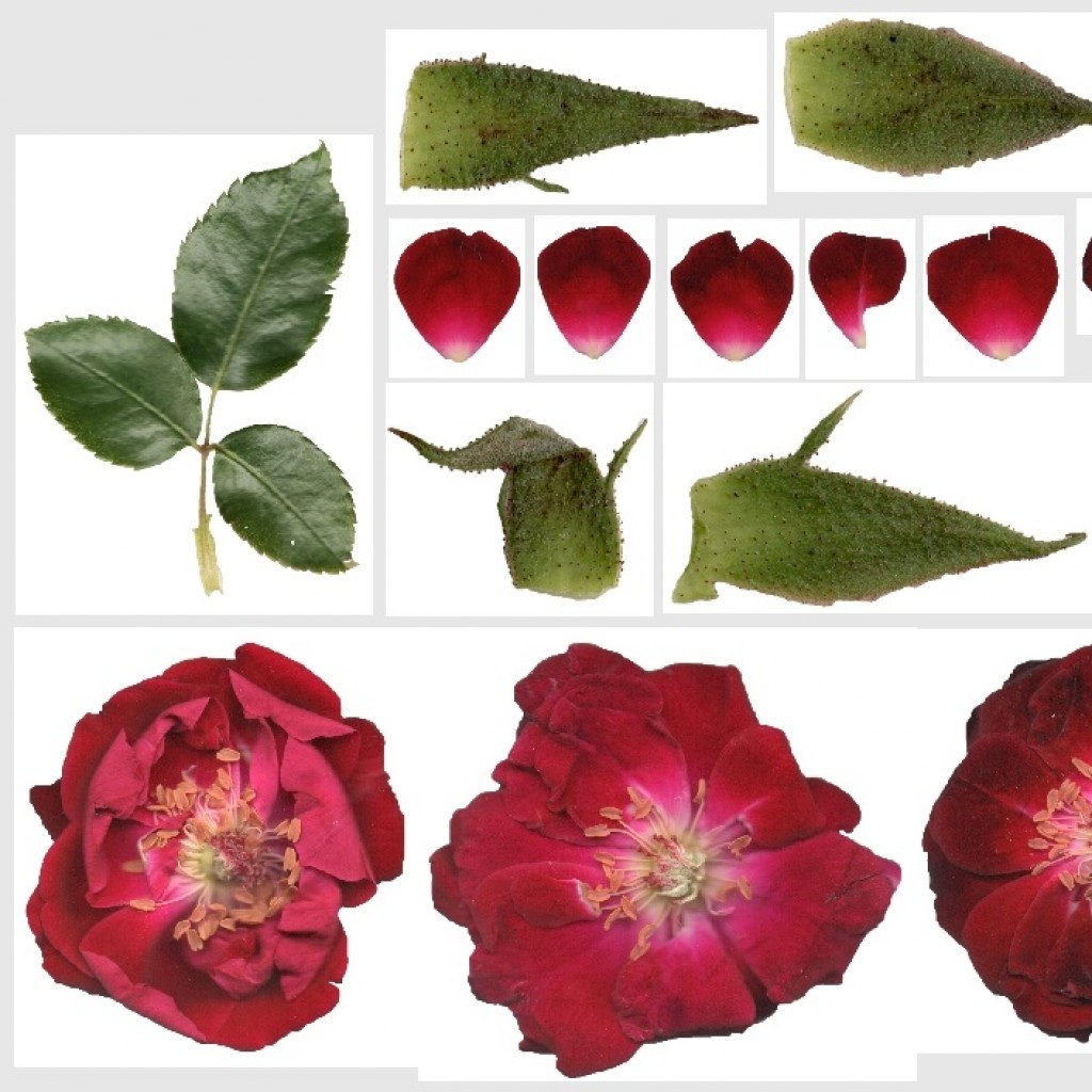 @utumn 2017 - Textures Vol - IV (Rose Plant)