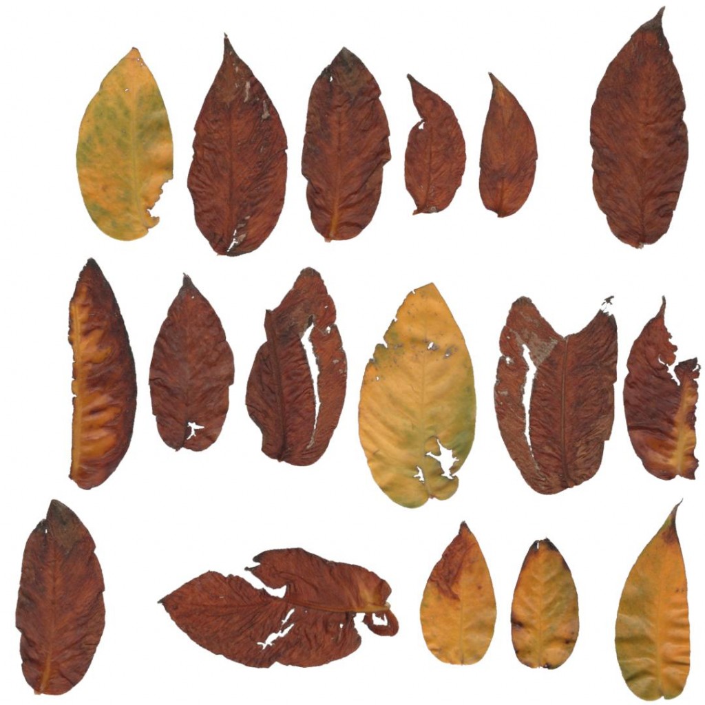 @utumn 2017 - Textures Vol - V (Devil's Ivy Leaves)