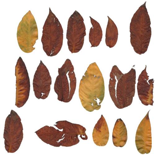 @utumn 2017 - Textures Vol - V (Devil's Ivy Leaves)