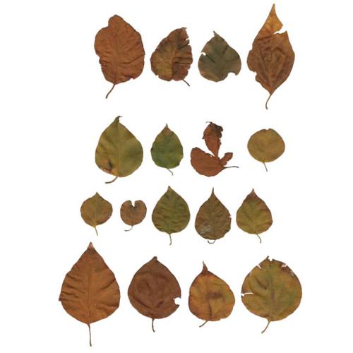 @utumn 2017 - Textures Vol - VI (Bougainvillea's Autumn Colors)