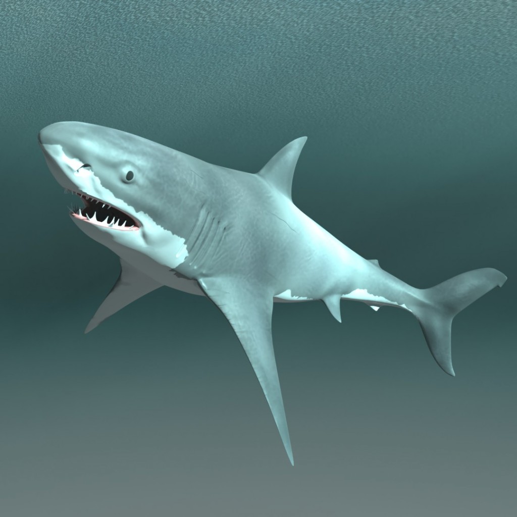 Rigged Bull Shark