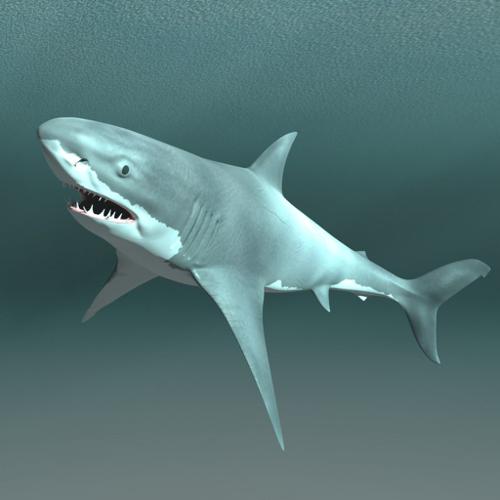 Rigged Bull Shark