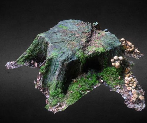 Tree stump